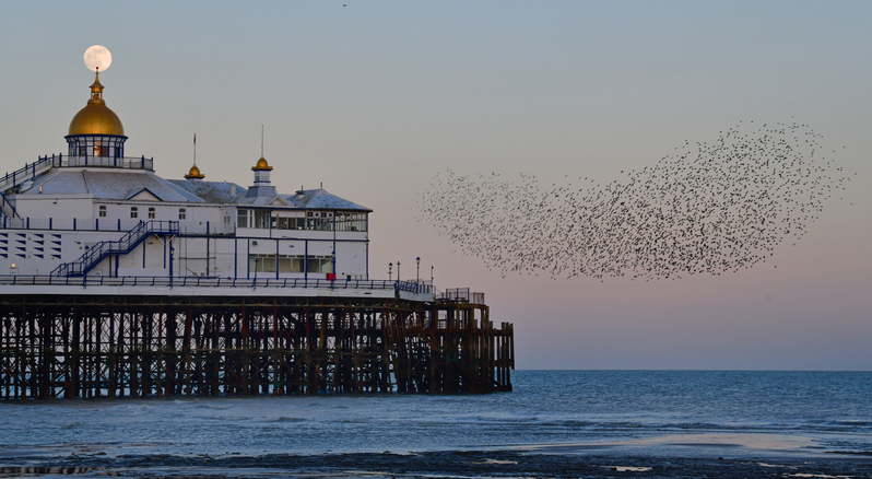 Starlings gather in large changing patetrns (called murmuration) at dusk over the seaside pier at Easbourne in East Susssex